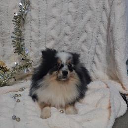 Oreo - Pomsky