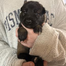 Blue - Fawn sable male Belgian Malinois puppy in Boise, Idaho from Wings of Freedom Retrievers and Malinois