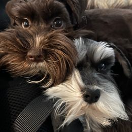 Miniature Schnauzers from MSR Mini Schnauzers