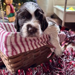 Makalu - Liver and white male English Springer Spaniel puppy in Huntingdon, Pennsylvania from Indian Creek Springers and Doxies