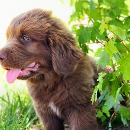 Newfoundland Puppies from Vermillion Newfoundlands