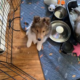 Sei Bella George - Sable and white male Shetland Sheepdog puppy in Cedar Springs, Michigan from Sei Bella Shelties