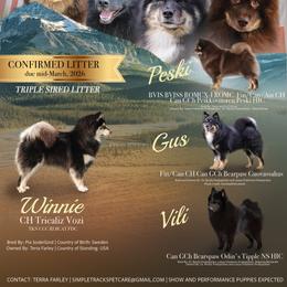 Finnish Lapphunds from AlpenGlō Kennels