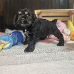 Blue - Black white and tan male Cocker Spaniel puppy in Bearden, Arkansas from Pups of the Pines