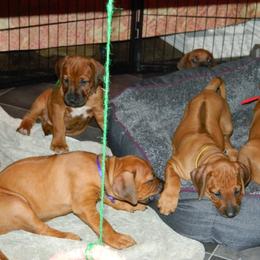Rhodesian Ridgeback Puppies from Bold Move Rhodesian Ridgebacks