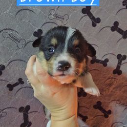 Brown boy - Black and tan male Pembroke Welsh Corgi puppy in Necedah, Wisconsin from The 6Ks Paws and Hobbies