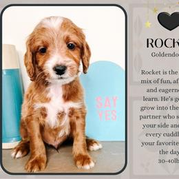 Rocket - Red  male Goldendoodle puppy in Hilton, New York from The House of Goldendoodle