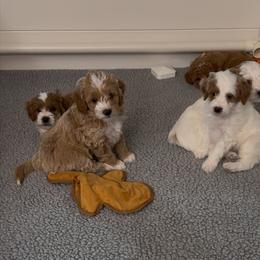 Goldendoodle Puppies from West Michigan Doodles and Poodles