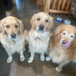 Golden Retrievers from Gold Mountain Kennel