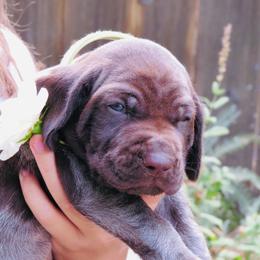 Ten Bears - Liver roan male German Shorthaired Pointer puppy in Redding, California from Macushla Kennel