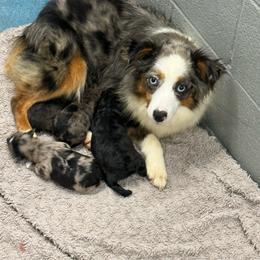 Dotsy - Toy Australian Shepherd