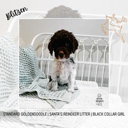 Blitzen - Parti female Goldendoodle puppy in Montgomery, Texas from Dacus Doodles