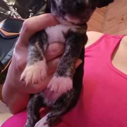 Chihuahua Puppies from Lucy's little Chihuahuas