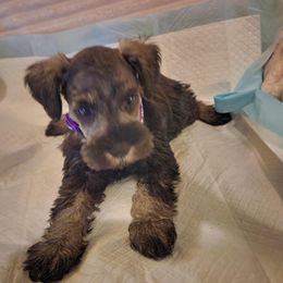 Miniature Schnauzers from Elkhorn Valley Miniature Schnauzers