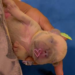 Fendi - Cream female French Bulldog puppy in Newport News, Virginia from Emotional Support Babies