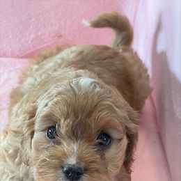 Cavapoo Puppies from Clearview Canines