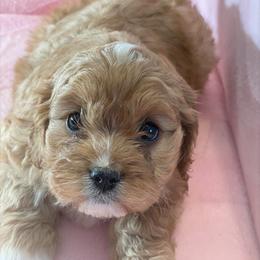 Cavapoo Puppies from Clearview Canines