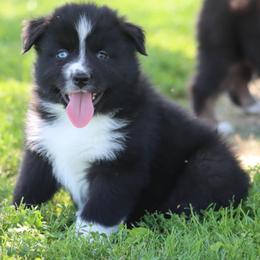 Sploot Splat - Black & white male Australian Shepherd puppy in Nicholasville, Indiana from Sugar Creek Aussies