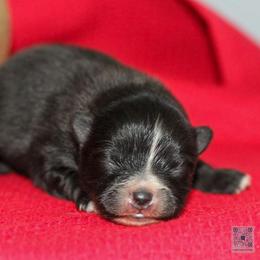 Bingley - Black parti male Pomeranian puppy in Bremen, Indiana from AMS Pomeranians and Pomskies in Indiana