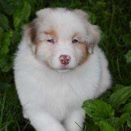 Bronze - Red merle male Australian Shepherd puppy in Easton, Missouri from MMA Kennel