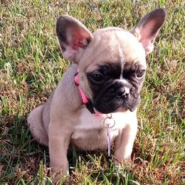 French Bulldogs from Ohio Valley Frenchies