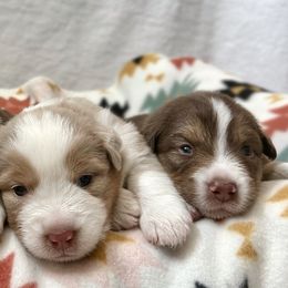 Australian Shepherds from Evergreens Cowboy Aussies