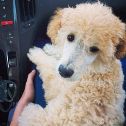 Goldendoodles, Poodles, and Siberian Huskies from White Water Dogs