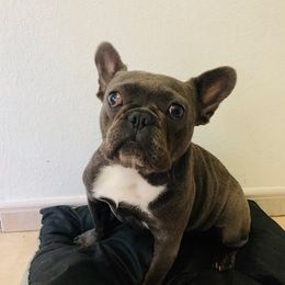 French Bulldogs, Maltese, and Shih Tzus from Puppies R Us