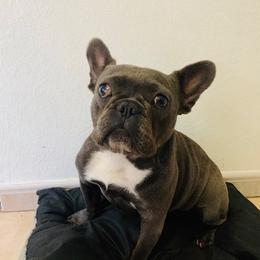 French Bulldogs, Maltese, and Shih Tzus from Puppies R Us