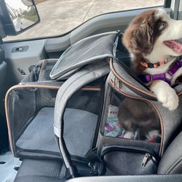Miniature Australian Shepherd Puppies from Integrity Aussies Tx