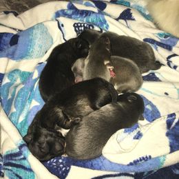 Pomeranian Puppies from Mitty’s Alabama Pomeranians