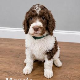 Marcie - Parti female Poodle puppy in Dover, Delaware from Dogtastic Poodles