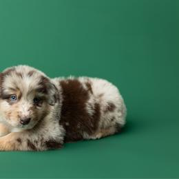 Toffee - Red merle female Australian Shepherd puppy in Kathleen, Georgia from CM Farm