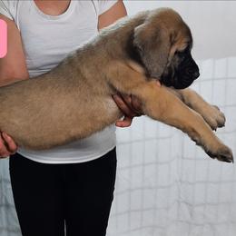 AKC PUP 208 - Fawn female Mastiff puppy in Ava, Missouri from Ozark Mountain Mastiffs