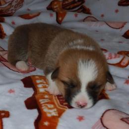 Rusty - Black and tan male American Corgi puppy in Kennewick, Washington from Corgis of Tricities