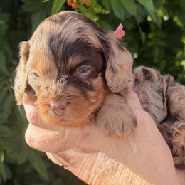 Bernedoodle, Cavapoo, and Goldendoodle Puppies from Adored Poodle & Doodles