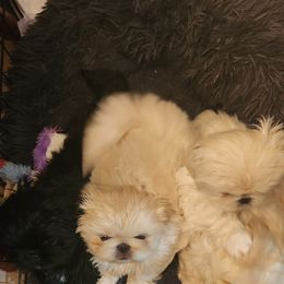 Pekingese Puppies from Heather's Pekingese