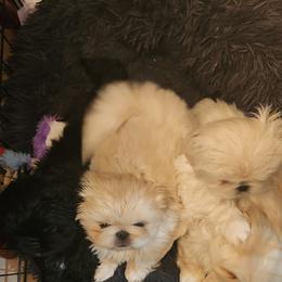 Pekingese Puppies from Heather's Pekingese