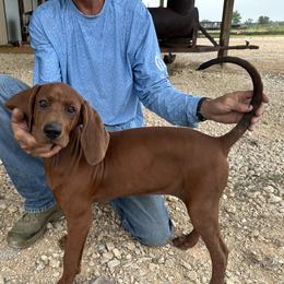 Sue - Redbone Coonhound