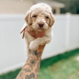 Goldendoodle Puppies from Glamorous Golden Doodles