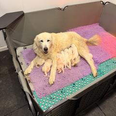 Girl 4 - White female Maremma Sheepdog puppy in Kings County, California from Prancing Pony Farm Maremma Sheepdogs
