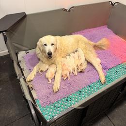 Girl 4 - White female Maremma Sheepdog puppy in Kings County, California from Prancing Pony Farm Maremma Sheepdogs