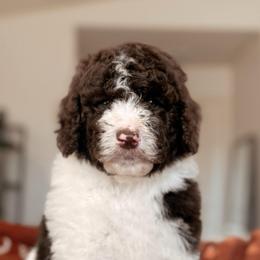Pinto, Boy - Brown and white male Bernedoodle puppy in Maricopa, Arizona from Desert Ridge Doodles