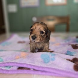 Girl 3 - Red female Dachshund puppy in Atlanta, Texas from Circle K Doxies & Aussies
