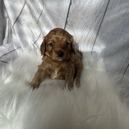 Purple - Cream female Cockapoo puppy in Colorado from Garrett Doodles