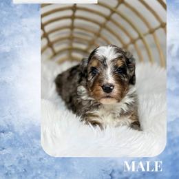 Maverick - Blue merle male Bernedoodle puppy in Sterling, Colorado from North 40 Doodles