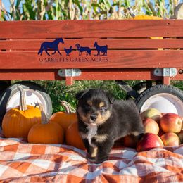 Miniature Australian Shepherd and Toy Australian Shepherd Puppies from Garretts Green Acres