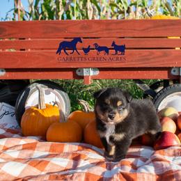 Miniature Australian Shepherd and Toy Australian Shepherd Puppies from Garretts Green Acres