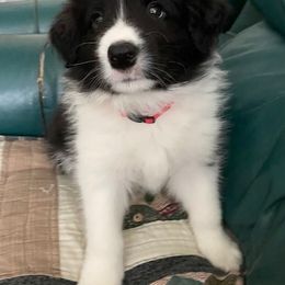 Border Collie Puppies from Christine's Border Collies