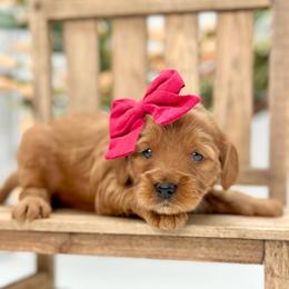 Rose - Red  female Goldendoodle puppy in Queen Creek, Arizona from Goldendoodle AZ